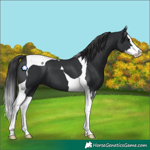 Horse Color:Black Splash Tobiano 