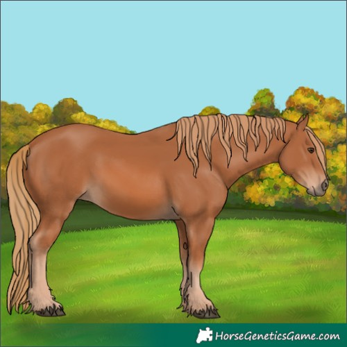 Horse Color:Chestnut 