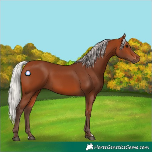 Horse Color:Silver Bay 