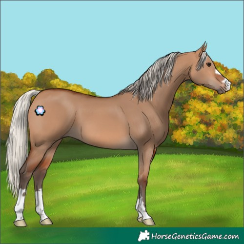 Horse Color:Silver Bay Dun