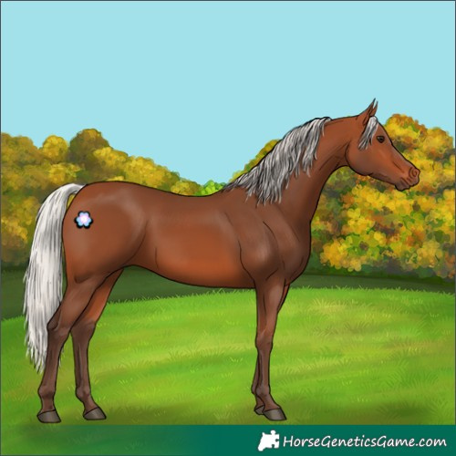 Horse Color:Silver Bay 