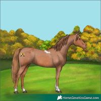 Horse Color:Chestnut Tobiano Varnish 
