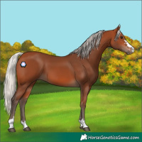 Horse Color:Silver Bay