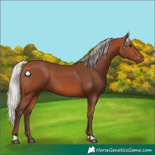 Horse Color:Silver Bay 