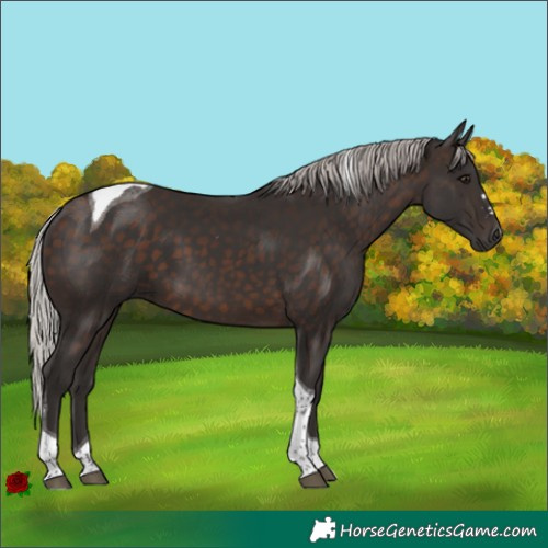 Horse Color:Silver Brown Tobiano 