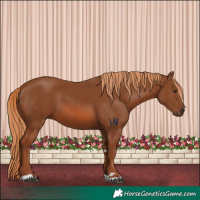Horse Color:Chestnut 