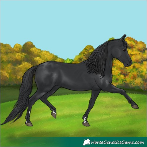 Horse Color:Unknown 