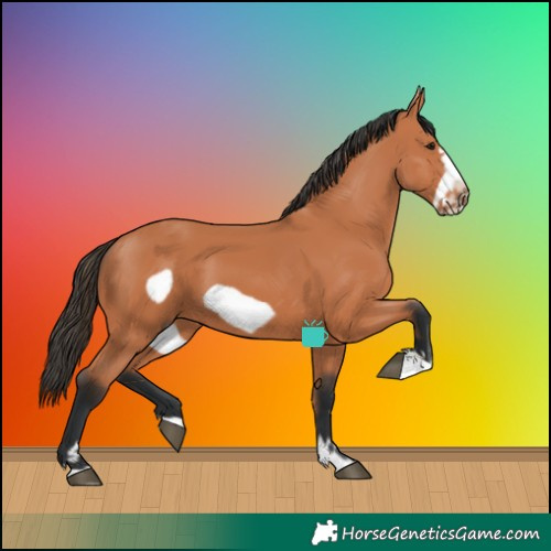 Horse Color:Bay Frame 