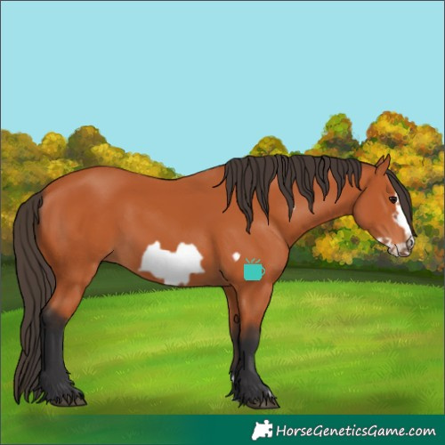 Horse Color:Bay Frame 