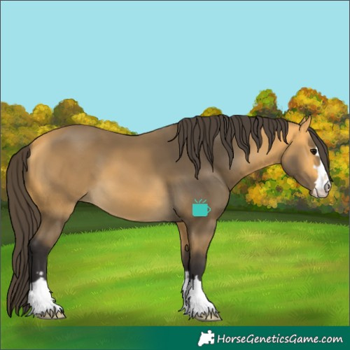 Horse Color:Buckskin 