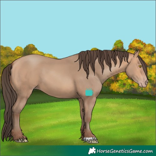 Horse Color:Amber Champagne 