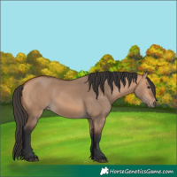 Horse Color:Bay Dun 