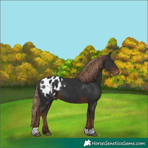 Horse Color:Liver Chestnut Blanket 