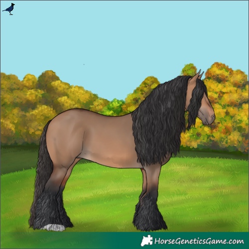 Horse Color:Bay Dun 