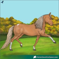 Horse Color:Chestnut Tobiano Rabicano
