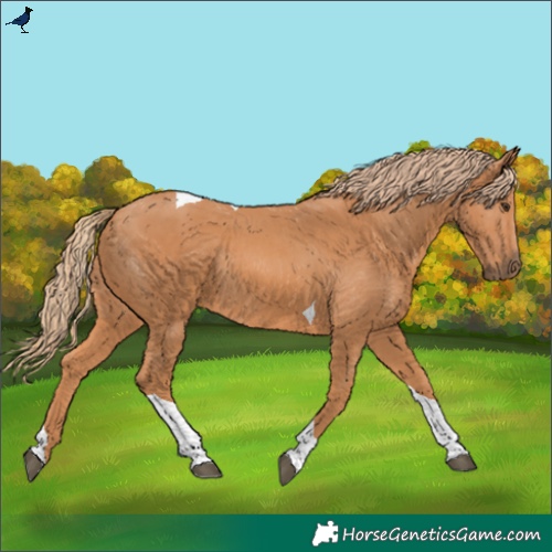 Horse Color:Chestnut Tobiano Rabicano 