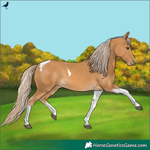 Horse Color:Palomino Tobiano Rabicano 