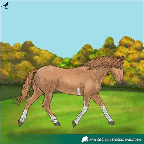Horse Color:Chestnut Tobiano Rabicano 