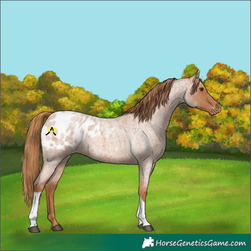 Horse Color:Red Roan Tobiano Appaloosa 