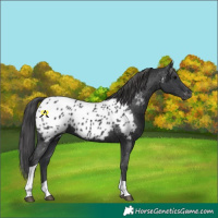 Horse Color:Black Tobiano Near Leopard 