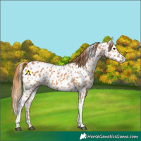 Horse Color:Chestnut Tobiano Near Leopard 