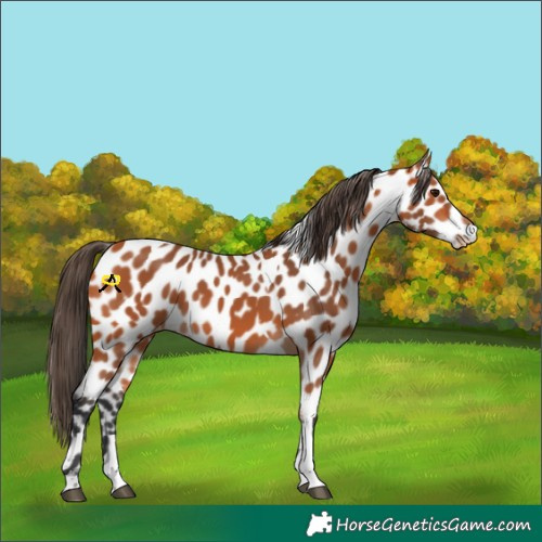 Horse Color:Bay Tobiano Appaloosa 