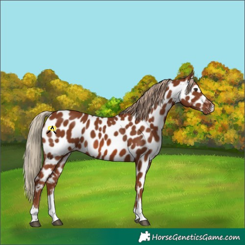 Horse Color:Chestnut Tobiano Appaloosa 