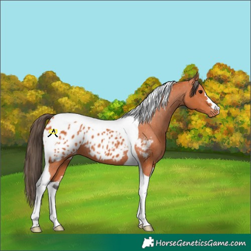 Horse Color:Bay Tobiano Appaloosa 