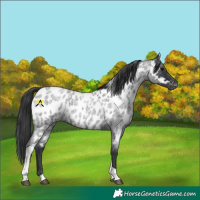Horse Color:Blue Roan Tobiano Appaloosa
