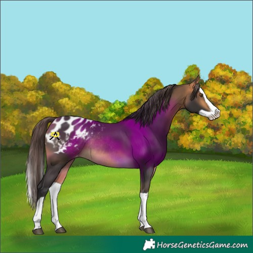 Horse Color:Buckskin Splash Appaloosa Rabicano 