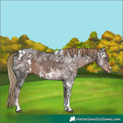 Horse Color:White Spotted Liver Chestnut Ice Sabino 