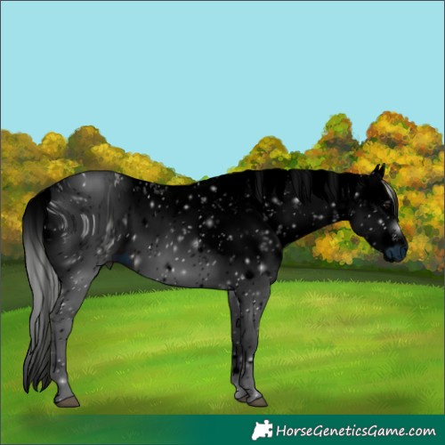 Horse Color:ERROR: UNKNOWN ANOMALY