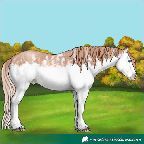 Horse Color:Gold Champagne Sabino Splash 