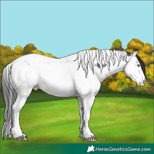 Horse Color:Brown Sabino Splash Tobiano Appaloosa
