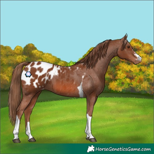 Horse Color:Chestnut Tobiano Appaloosa