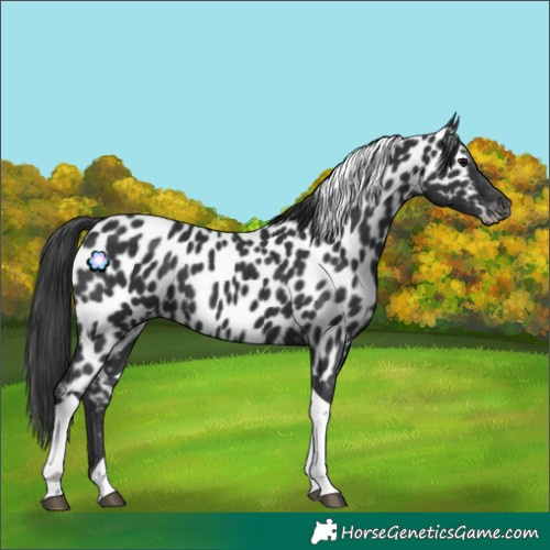 Horse Color:Black Tobiano Appaloosa 