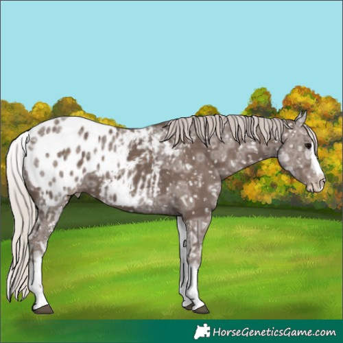 Horse Color:White Spotted Silver Black Ice Splash Appaloosa