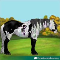 Horse Color:Black Ice Splash Tobiano Appaloosa