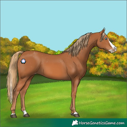 Horse Color:Chestnut Splash Appaloosa