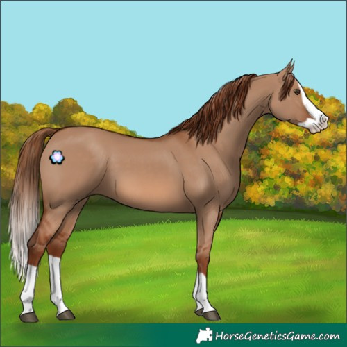 Horse Color:Red Dun Splash 