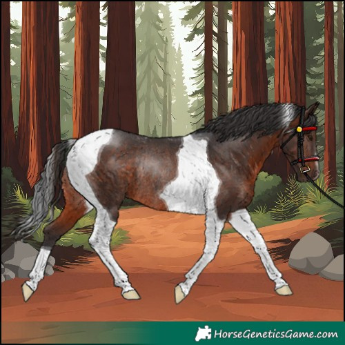 Horse Color:Brown Tobiano Rabicano