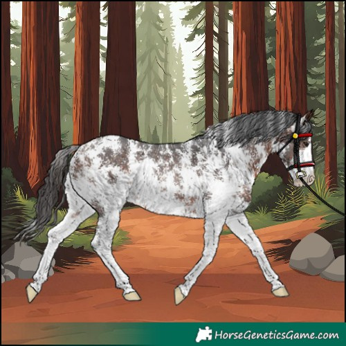 Horse Color:Bay Sabino Rabicano 