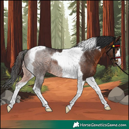 Horse Color:Brown Tobiano Rabicano