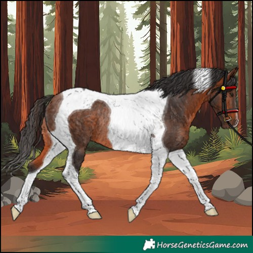 Horse Color:Bay Tobiano Rabicano 