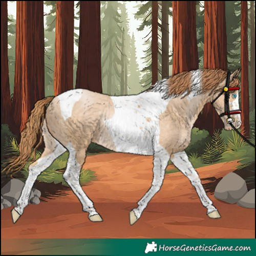 Horse Color:Buckskin Pearl Tobiano Rabicano 