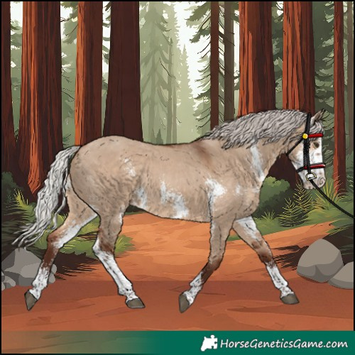 Horse Color:Unknown 