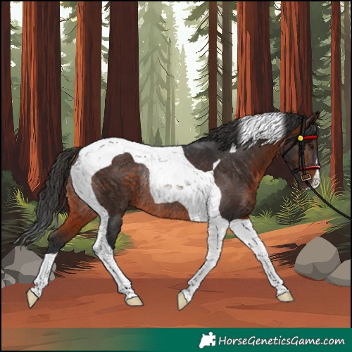 Horse Color:Brown Tobiano Rabicano