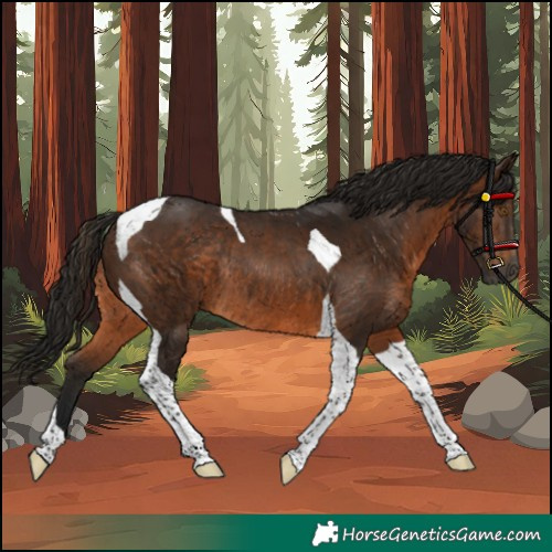 Horse Color:Gray Bay Tobiano Rabicano 