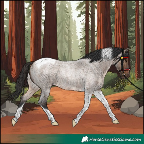 Horse Color:Brown Roan Dun Tobiano Rabicano 