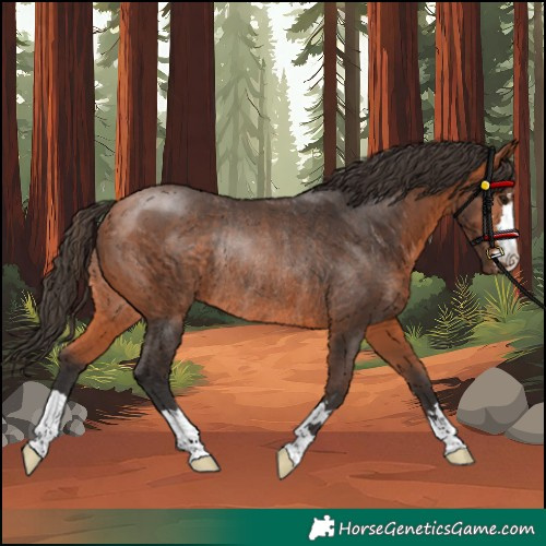 Horse Color:Bay Rabicano 
